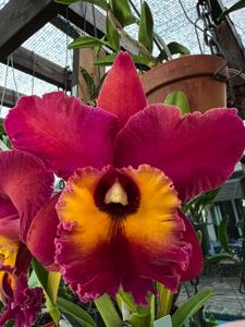 Rhyncholaeliocattleya Sunstate Colorchart