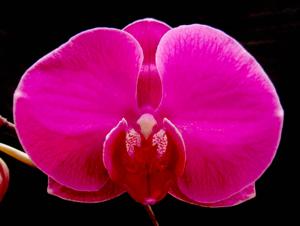 Phalaenopsis King Shiang's Beauty