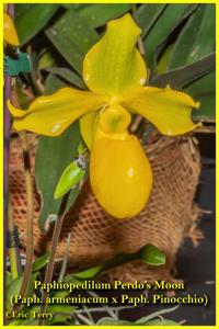 Paphiopedilum Pedro's Moon