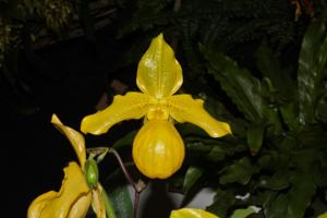 Paphiopedilum Pedro's Moon