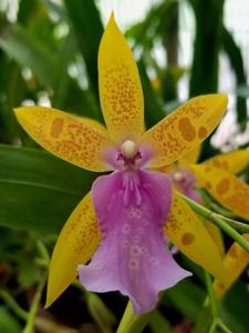 Miltonia Lake Sammamish