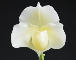 Paphiopedilum White Castle