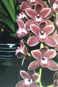 Cymbidium Doctor Len