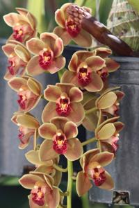 Cymbidium Doctor Len