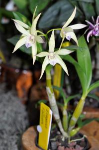 Dendrobium Elegant Falcon