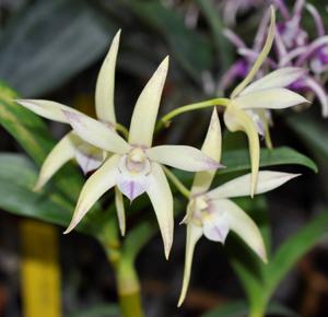 Dendrobium Elegant Falcon