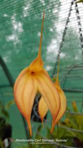 Masdevallia Carl Djerassi