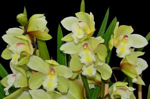 Cymbidium Enzan Symphony