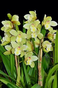 Cymbidium Enzan Symphony