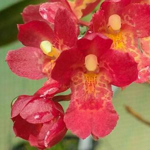 Leomesezia Lava Burst