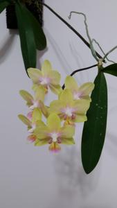 Phalaenopsis Gold Tris