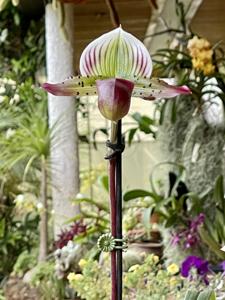 Paphiopedilum Memoria Gary Baker