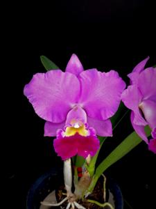 Cattleya Sweet Harmony