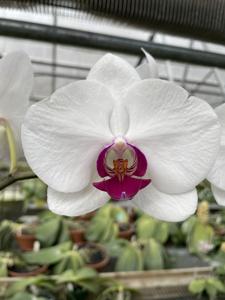 Phalaenopsis Bright Kiss