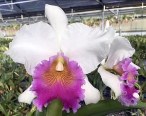 Rhyncholaeliocattleya Hillary Rodham Clinton