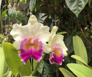 Rhyncholaeliocattleya Hillary Rodham Clinton