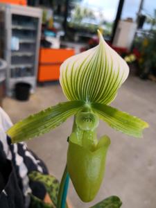 Paphiopedilum Janet Kunkle