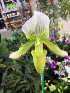 Paphiopedilum Janet Kunkle