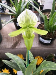 Paphiopedilum Janet Kunkle