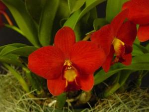 Cattleya Precious Jewel