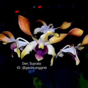 Dendrobium Suprata