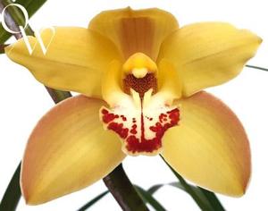 Cymbidium Molten Gold
