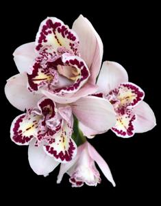 Cymbidium Joker