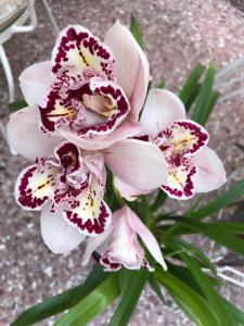 Cymbidium Joker