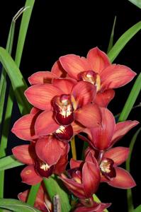 Cymbidium Mighty Sunset