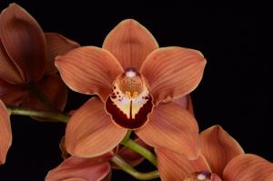 Cymbidium Mighty Sunset