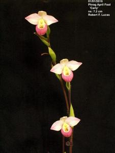 Phragmipedium April Fool