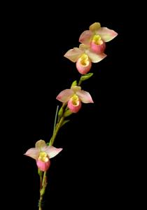 Phragmipedium April Fool