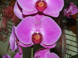 Phalaenopsis Taisuco Jewel