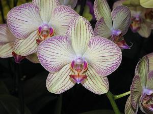 Phalaenopsis Taisuco Stripe