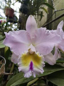 <i>Rhyncholaeliocattleya</i> Calm Seas