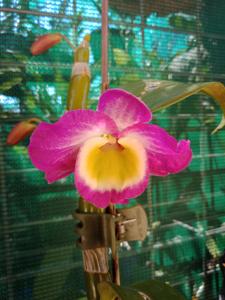 <i>Dendrobium</i> Rosy Star