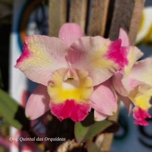 Cattleya Cherry Bee