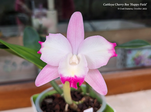 Cattleya Cherry Bee