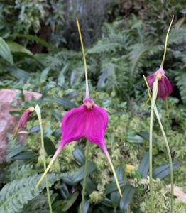 Masdevallia Barbarosa