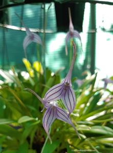 Masdevallia Violetta