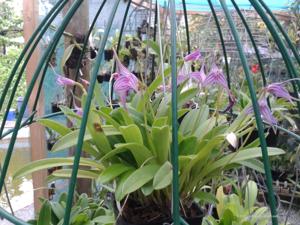 Masdevallia Violetta