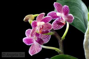 Phalaenopsis Christine Magro