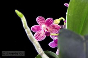Phalaenopsis Christine Magro