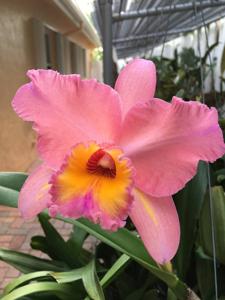 Rhyncholaeliocattleya Edith North