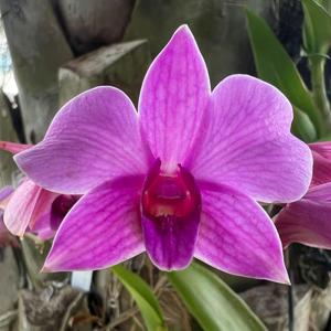 Dendrobium Mini Purple Queen