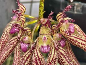 Bulbophyllum Lovely Elizabeth