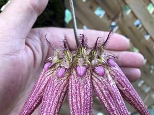 Bulbophyllum Lovely Elizabeth