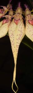 Bulbophyllum Lovely Elizabeth