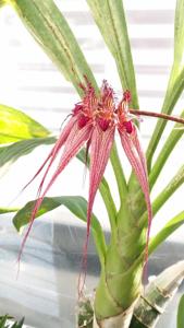 Bulbophyllum Lovely Elizabeth