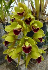 Cymbidium Fatal Beauty